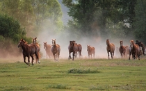 Morning run horses 
