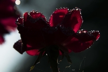 Morning sun in raindrops on a rose 