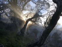 Morning sun peaking over Mt Buggery wilderness Victoria Australia 