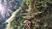Moss amp Mushrooms - Cathedral Grove Vancouver Island BC Canada 
