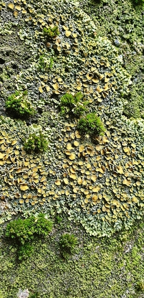 Moss and lichen growing on a concrete wall