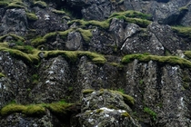 Moss on the Rocks Thingvellir Iceland x 