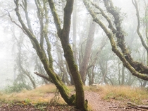 Mossy and foggy trees in Muir Woods California 