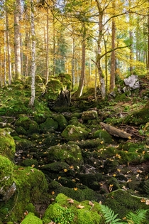 Mossy autumn forest Switzerland 