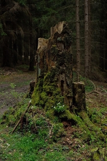 Mossy overgrown tree stump in the Elbe Sandstone mountains Germany 