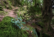 Mossy path in Devon England 