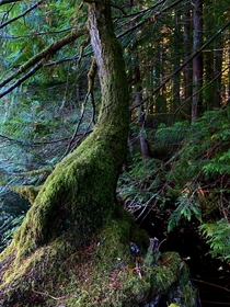 Mossy Tree Olympic National Forest OC 