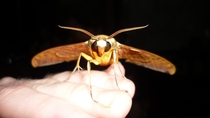 Moth with an injured eye in Borneo 