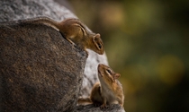 Mother and baby chipmunk 