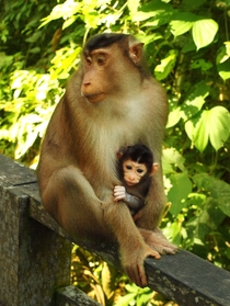 Mother and child macaque in Sepilok Borneo Macaca nemestrina by Vronique Sguin 