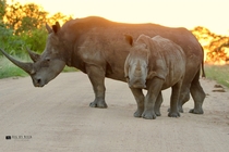 Mother and Rhino calf at Sunrise in the African bush