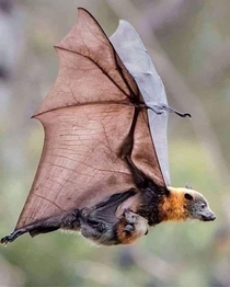 Mother bat and her child