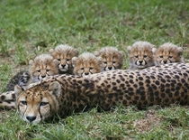 Mother Cheetah and Six Cubs