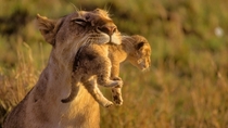 Mother Lion and her Baby 