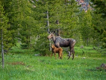 Mother Moose with her calf 