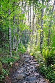 Mount Washington Trail WA 