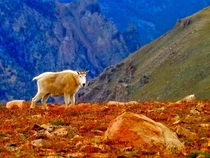 Mountain goat Oreamnos americanus on the Beartooth Pass Wyoming 