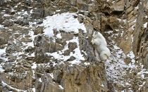Mountain Goat Oreamnos americanus    Photographed by Scott MacButch 