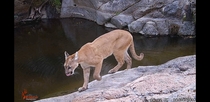 Mountain Lion pic from my trail cam