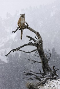 Mountain Lion xpost from rpics 