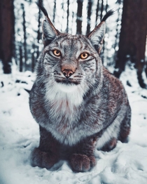Mountain Lynx