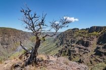 Mountain Mahogany on the Edge of the Steens Mountain Wilderness Oregon 