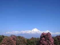 Mt Dhaulagiri as seen during Poon hill trek in spring 