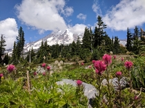Mt Rainier and Blooming Magenta Paintbrush 