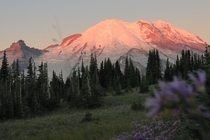 Mt Rainier and Little Tahoma sunrise 