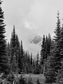 Mt Ranier peeking through the clouds and framed by the trees 