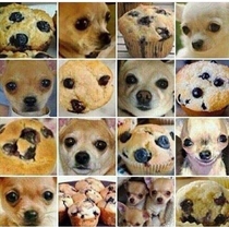 muffin or chihuahua