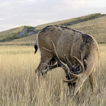 Mule Deer at Rocky Mountain Arsenal National Wildlife Refuge Colorado