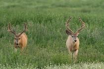 Mule Deer Bucks in Western Montana 