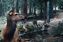 Mule Deer in Rocky Mountain Natl Park