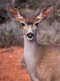 Mule Deer portrait Taken on an early morning inside Canyonlands National Park 