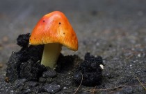 Mushroom emerging from the asphalt 