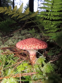 Mushroom on mossy forest floor 