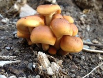Mushrooms by my house 