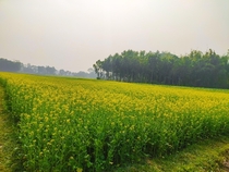 Mustard field in Bangladesh 