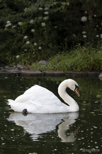 Mute Swan enjoying his pond 