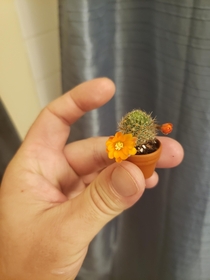 My baby cactus blooming