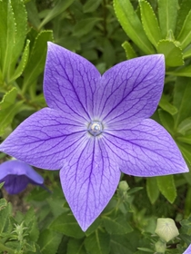 My balloon flowers bloomed 