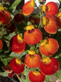 My calceolaria calynopsis red 
