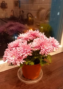 My chrysanthemums A great gift that will go to the garden
