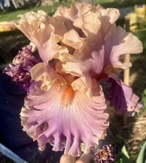 My fabulous iris is blooming It is called photogenic Original content