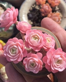 My Favorite Pink Succulents