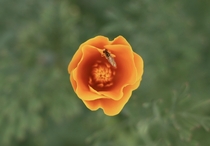 My First California Poppy Bloom of the season has a visitor