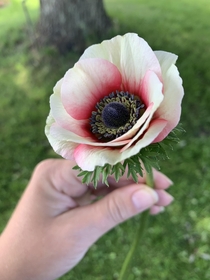 My first harvested anemone on our little farm with a inch stem