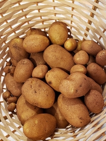 My first potato harvest 