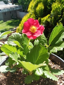 My first strawberry flower